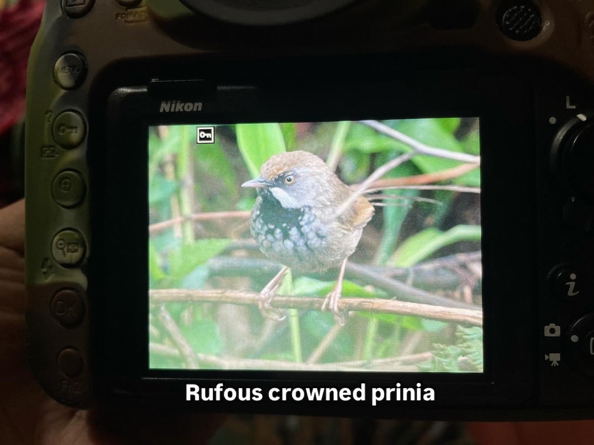 Rufous-crowned Prinia - ML636389747