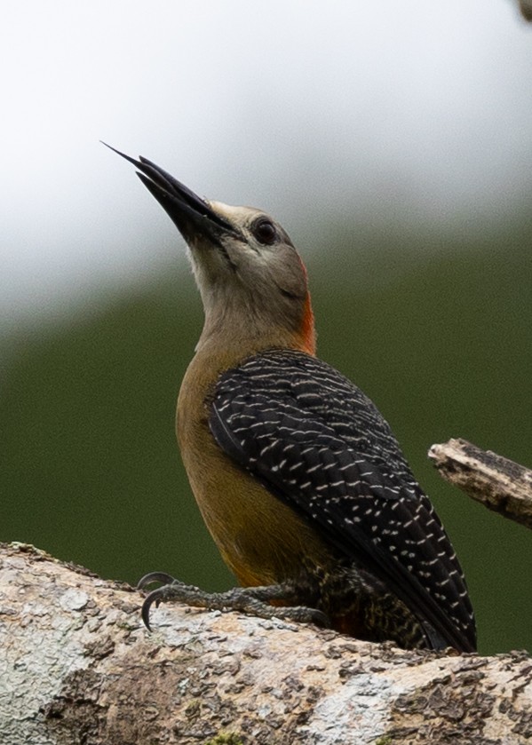 Jamaican Woodpecker - ML636389782