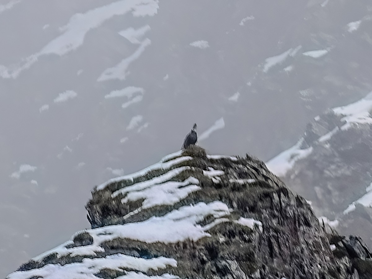 Caucasian Snowcock - ML636389801