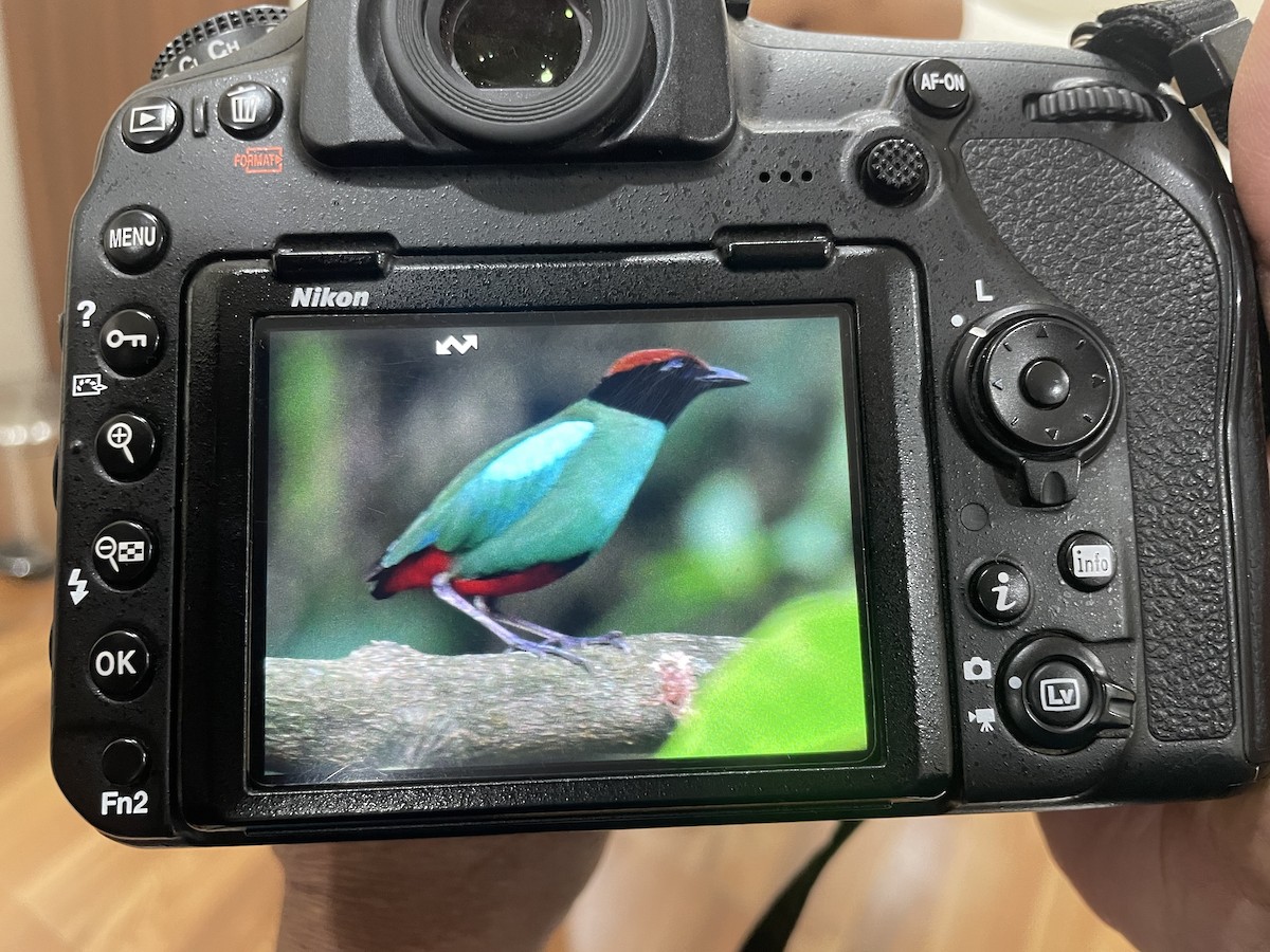 Western Hooded Pitta - ML636389831