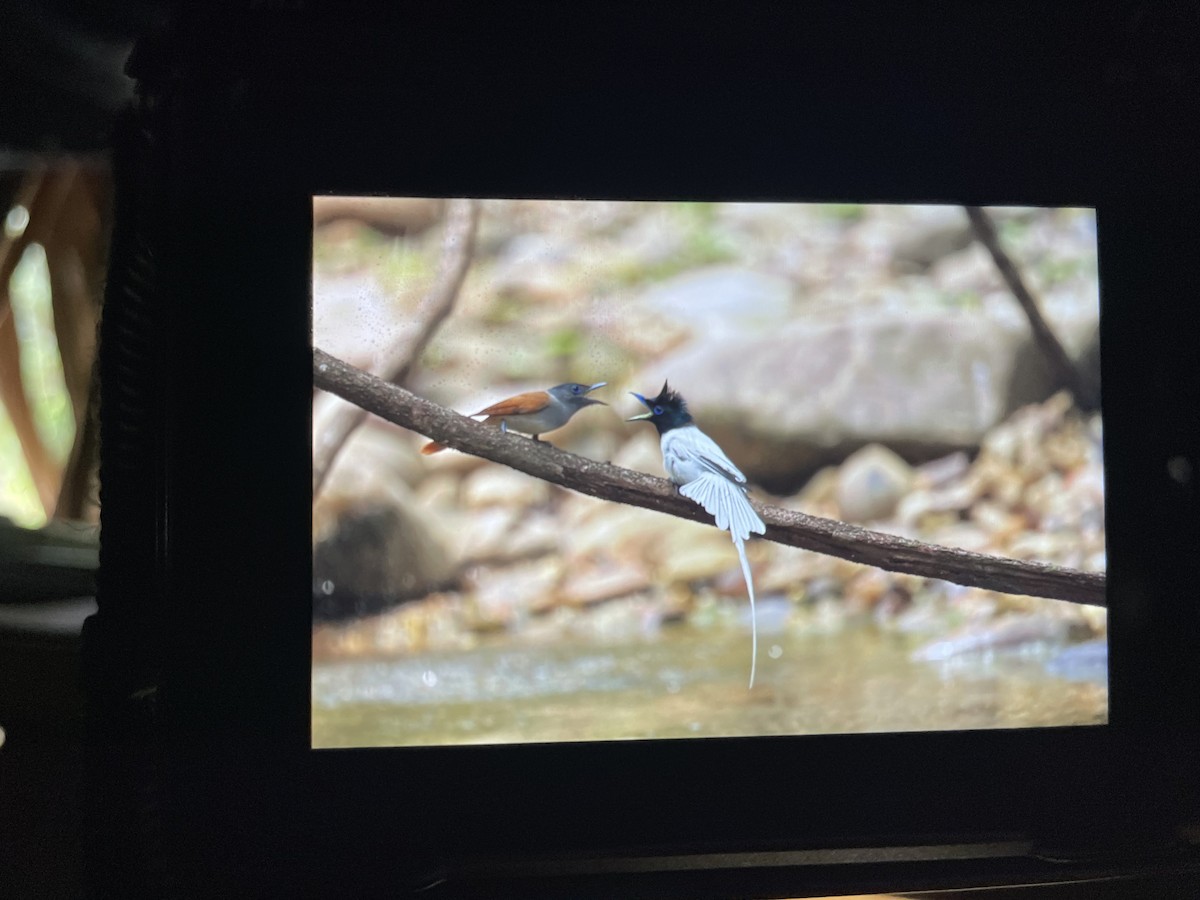 Blyth's Paradise-Flycatcher - ML636389842