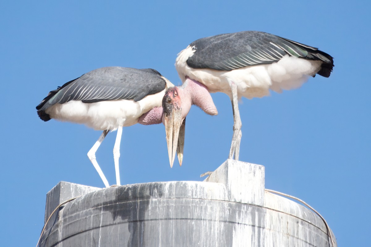 Marabou Stork - ML636389910
