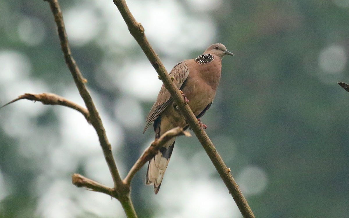 Spotted Dove - ML636389970