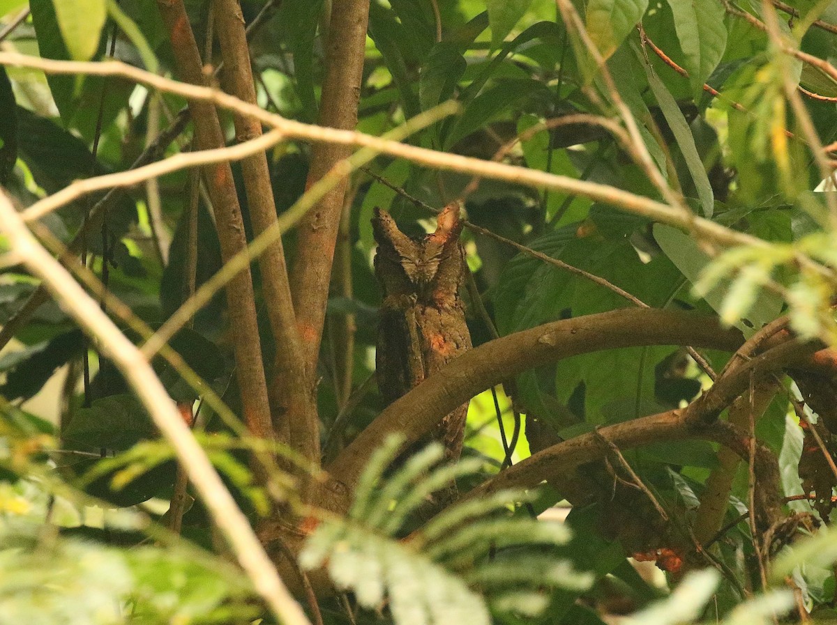 Collared Scops-Owl - ML636389972