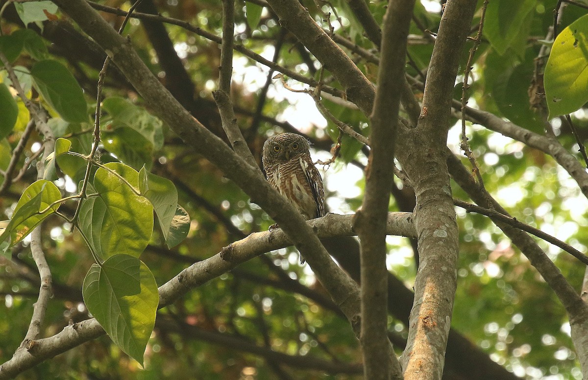 Asian Barred Owlet - ML636389974