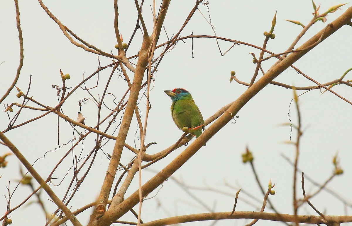 Blue-throated Barbet - ML636389978