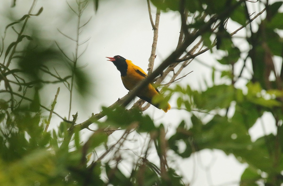 Black-hooded Oriole - ML636389982