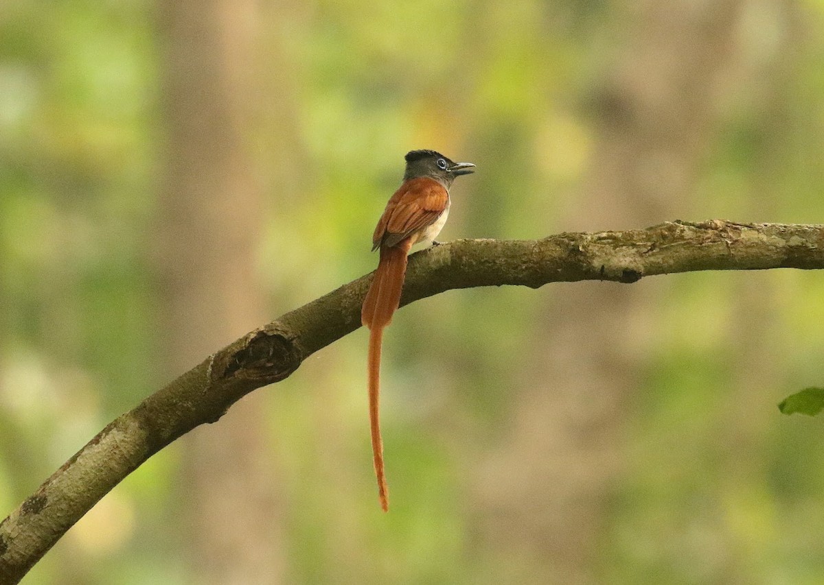 Amur Paradise-Flycatcher - ML636389984