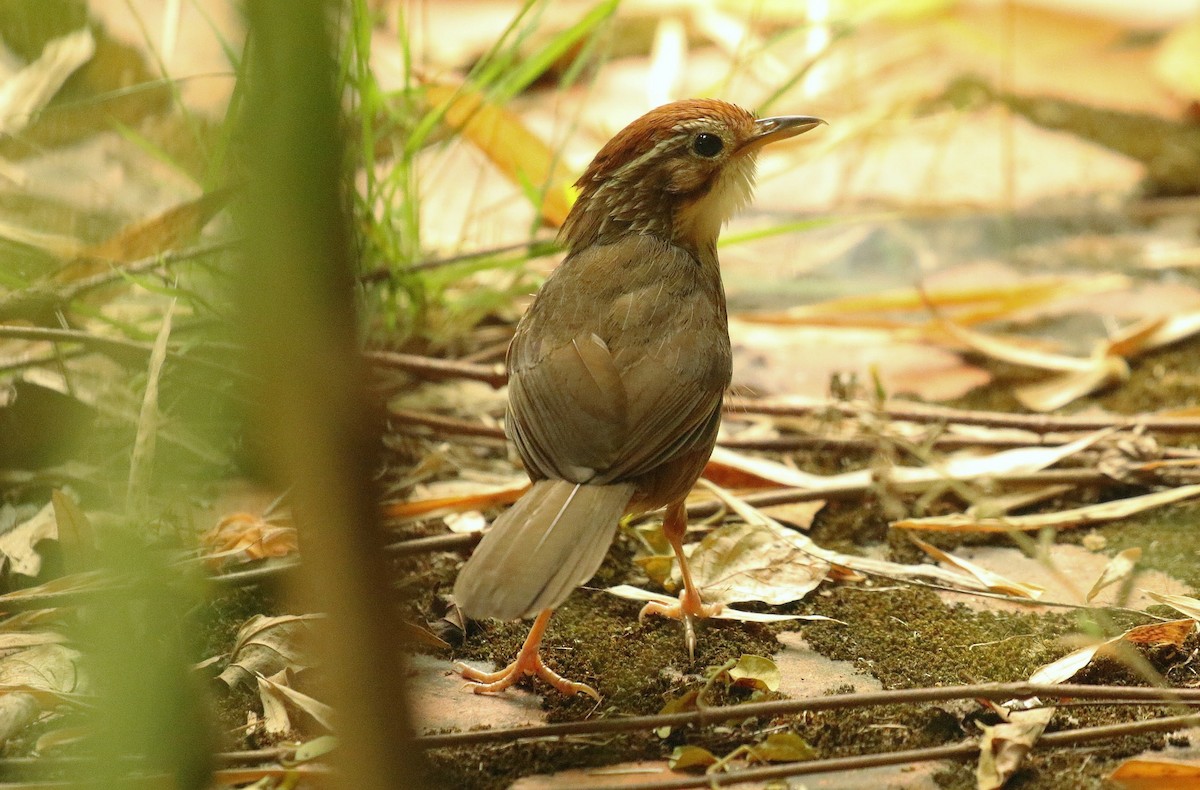Puff-throated Babbler - ML636389990