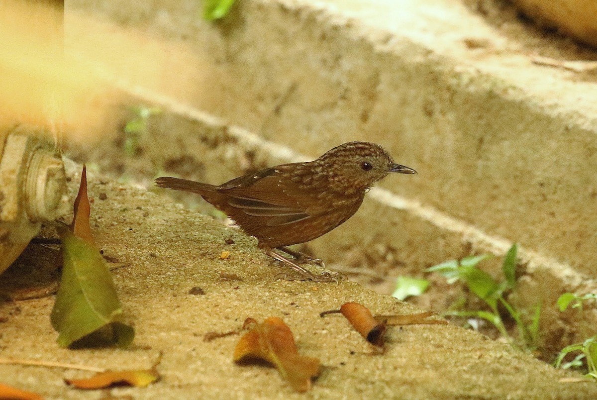 Streaked Wren-Babbler - ML636389993