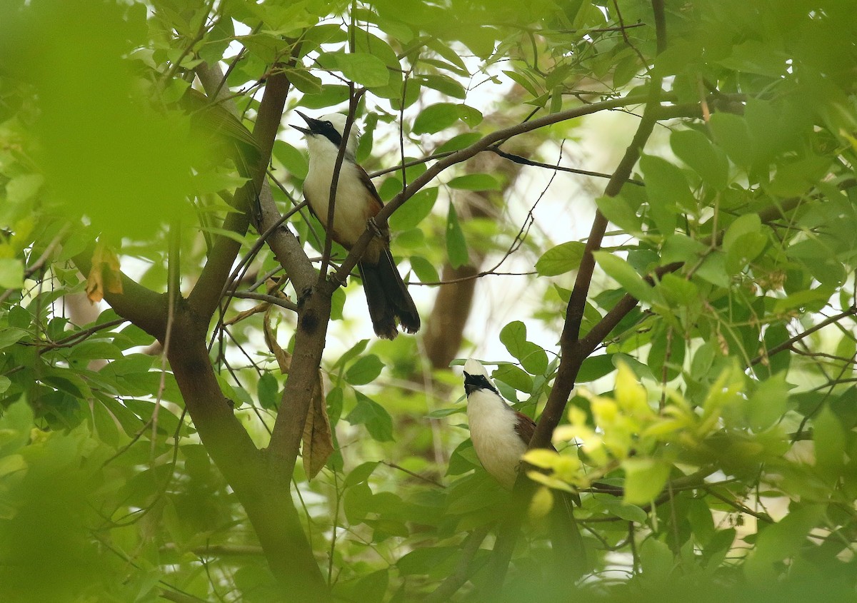 White-crested Laughingthrush - ML636389997