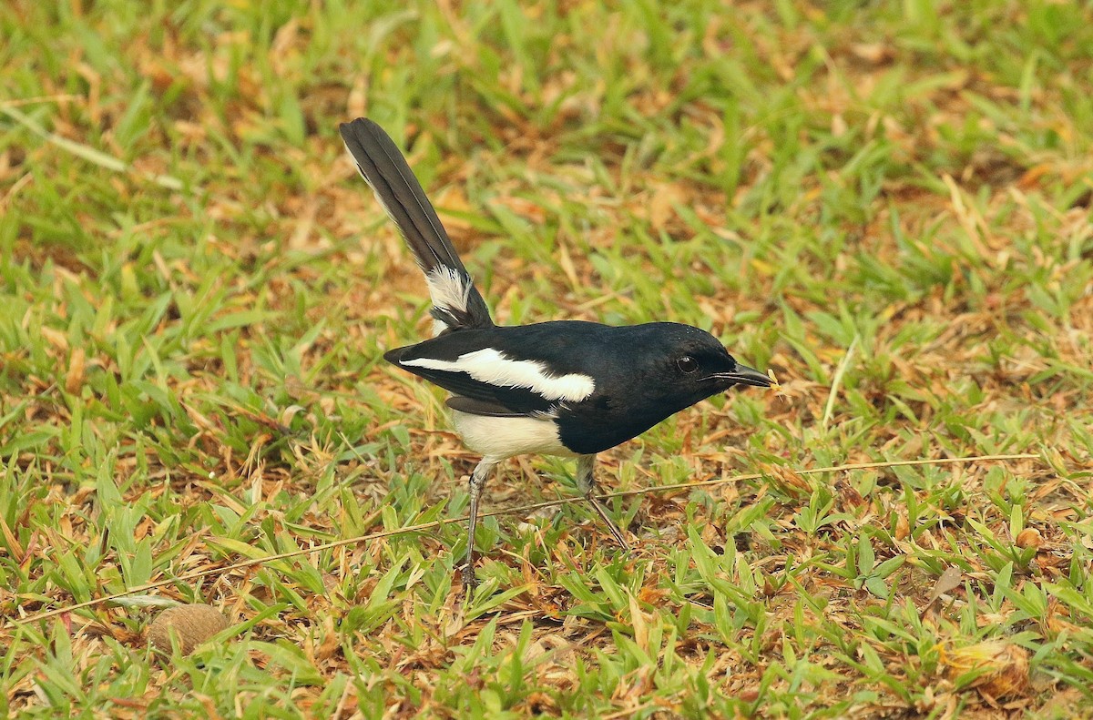 Oriental Magpie-Robin - ML636390000