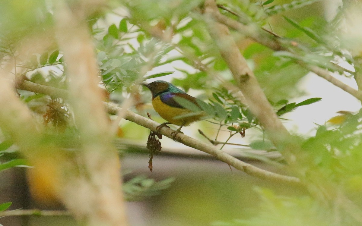 Brown-throated Sunbird - ML636390002