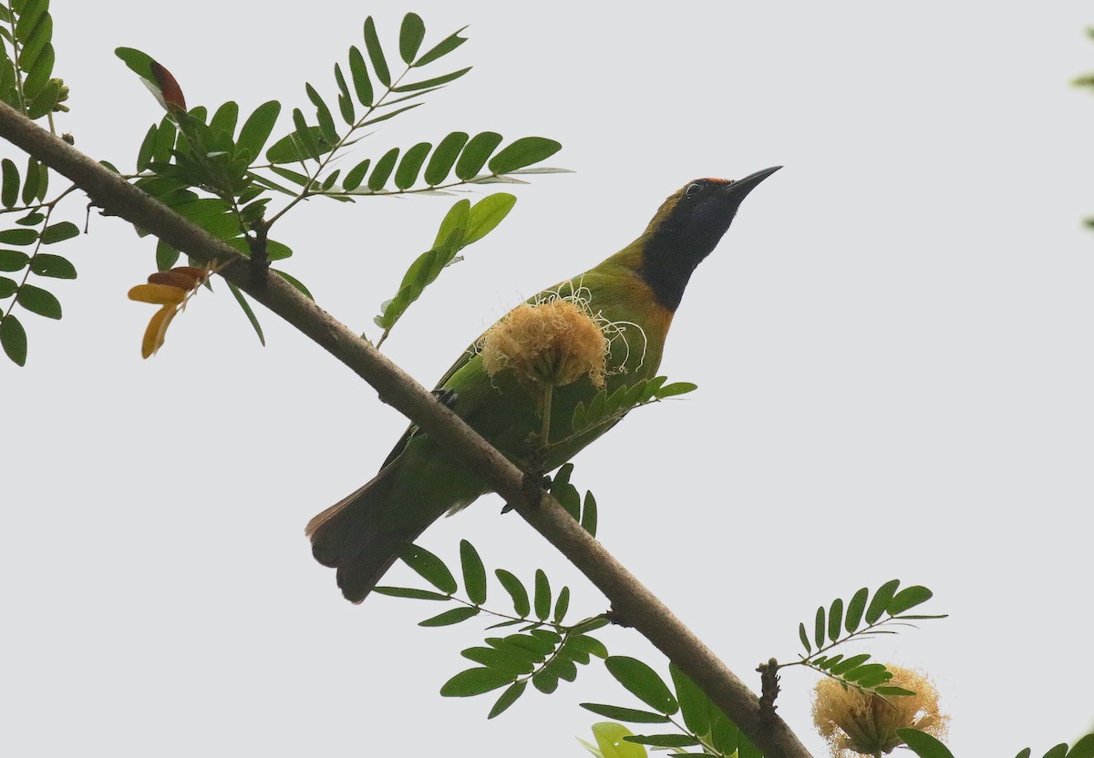 Golden-fronted Leafbird - ML636390004