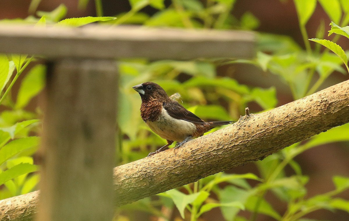 White-rumped Munia - ML636390005