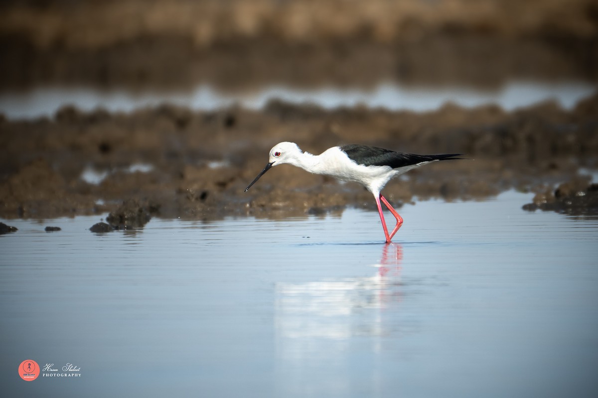 Эгэл хилэн жигүүр - ML636390031