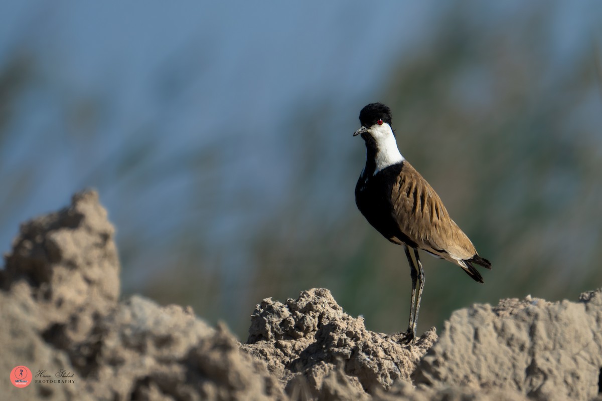 Spur-winged Lapwing - ML636390035