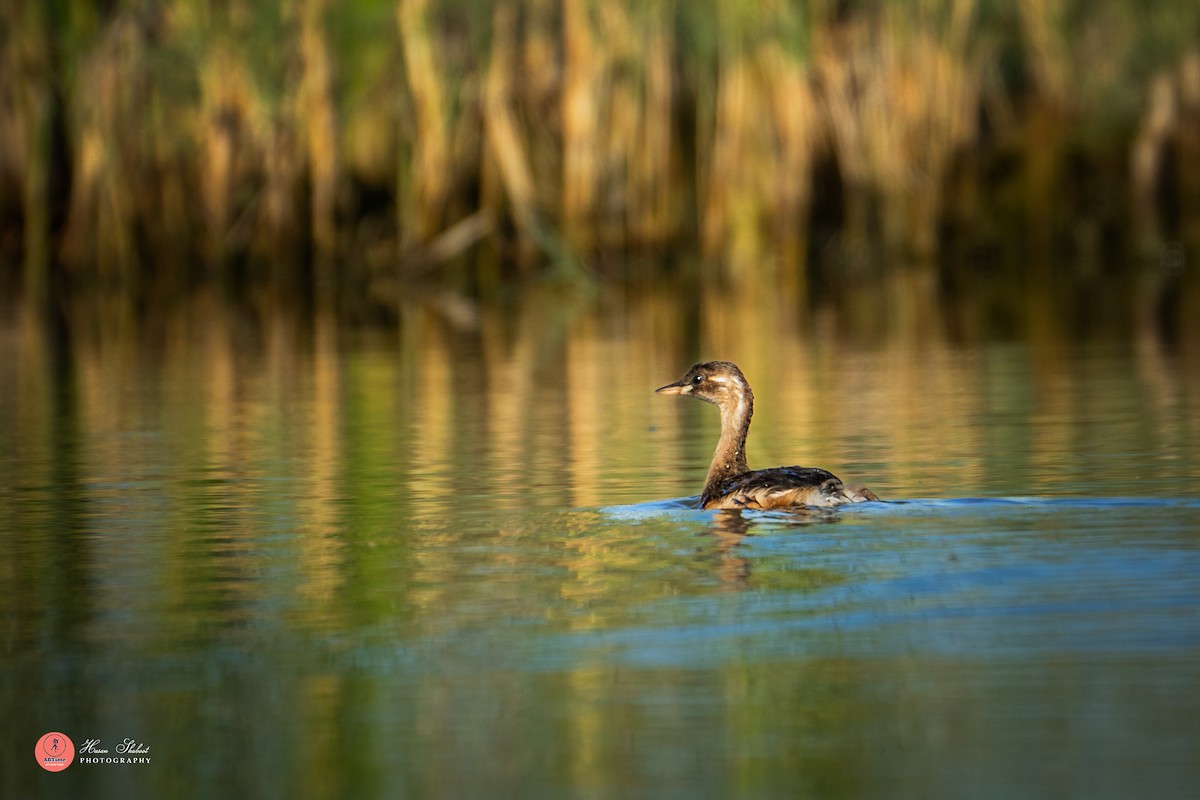 Хурган шунгуур - ML636390055