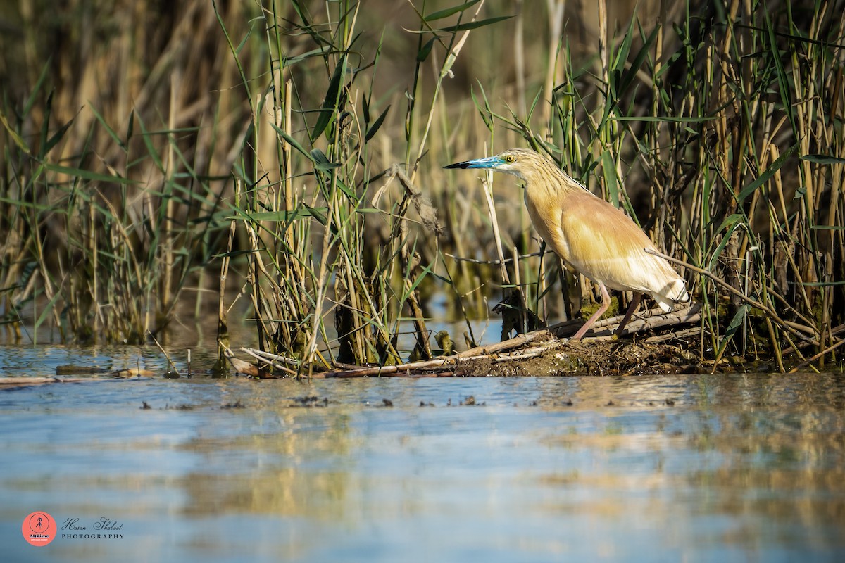 Squacco Heron - ML636390059