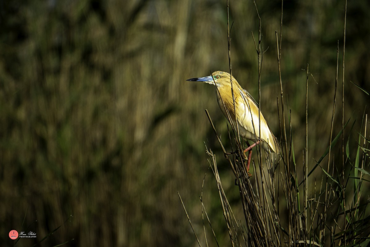 Squacco Heron - ML636390064