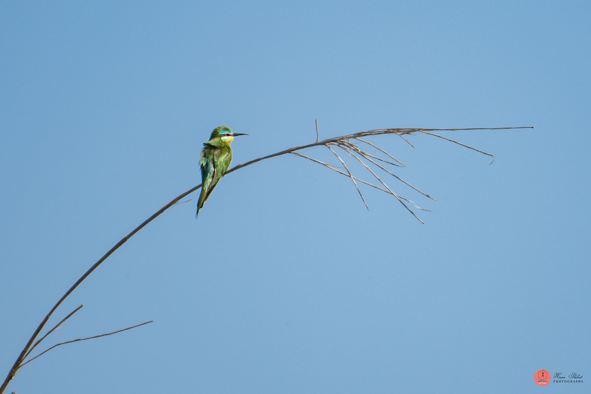 Цэнхэр шанаат зөгийч - ML636390067