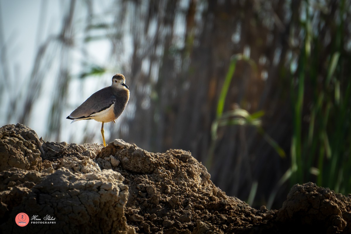 White-tailed Lapwing - ML636390093