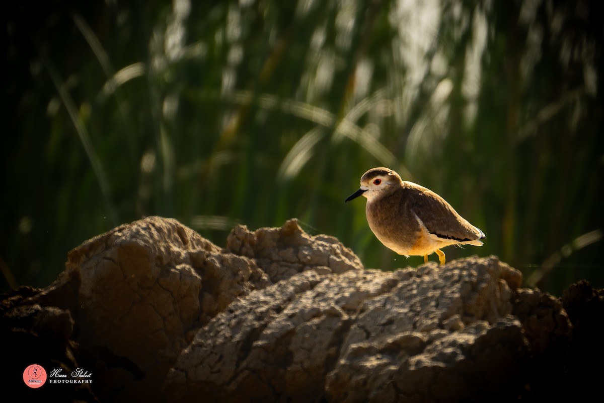 White-tailed Lapwing - ML636390094