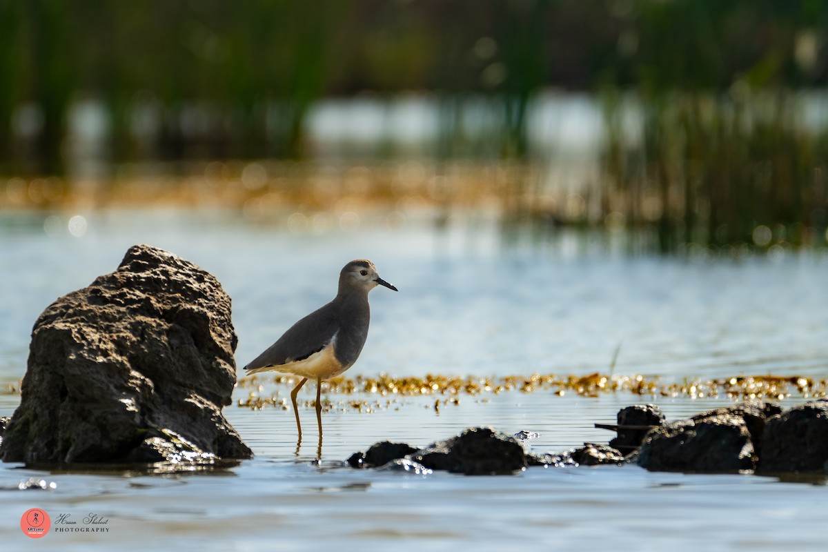 White-tailed Lapwing - ML636390095