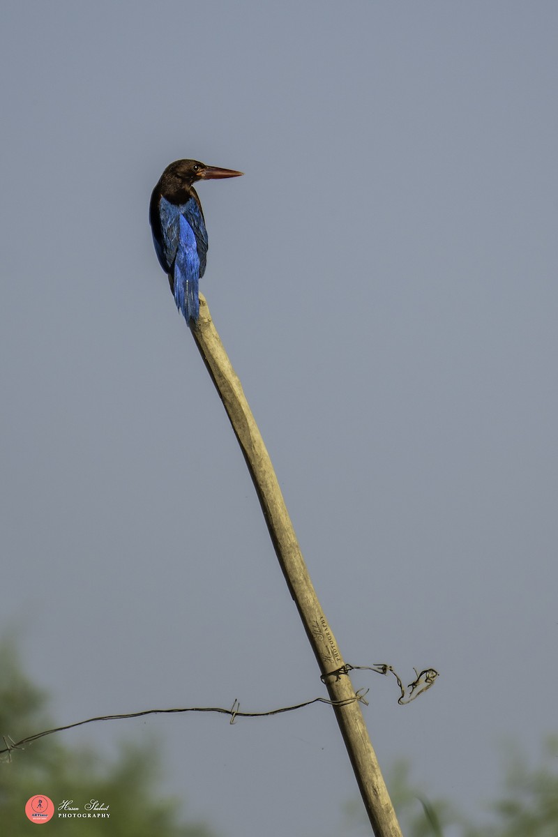 White-throated Kingfisher - ML636390096