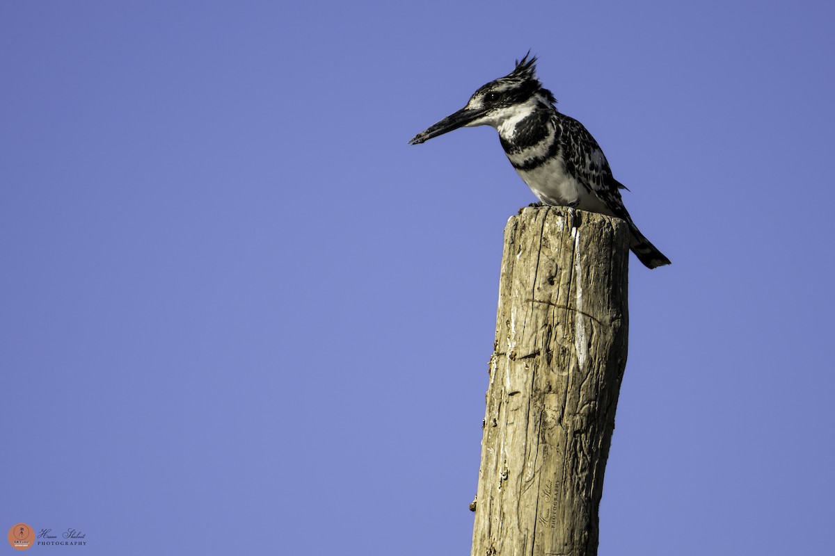 Pied Kingfisher - ML636390100