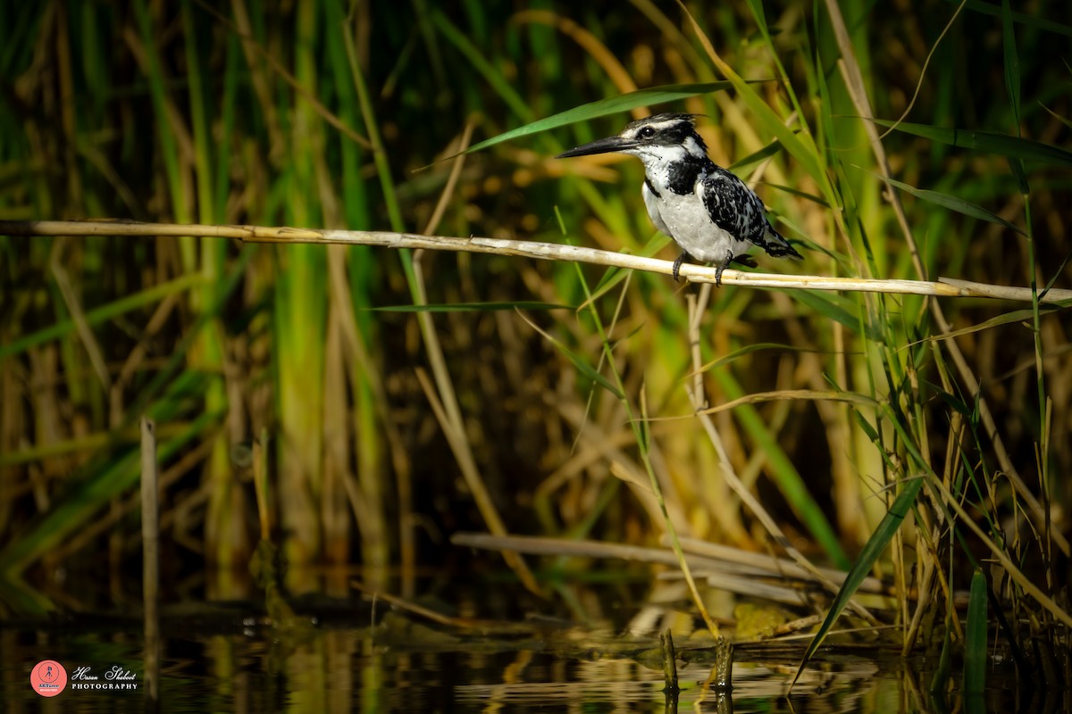 Pied Kingfisher - ML636390101