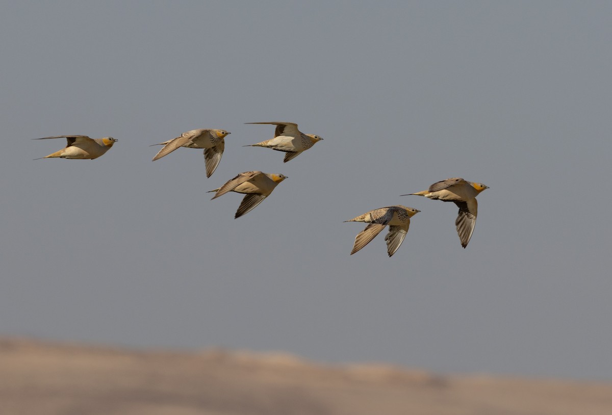 Spotted Sandgrouse - ML636390189