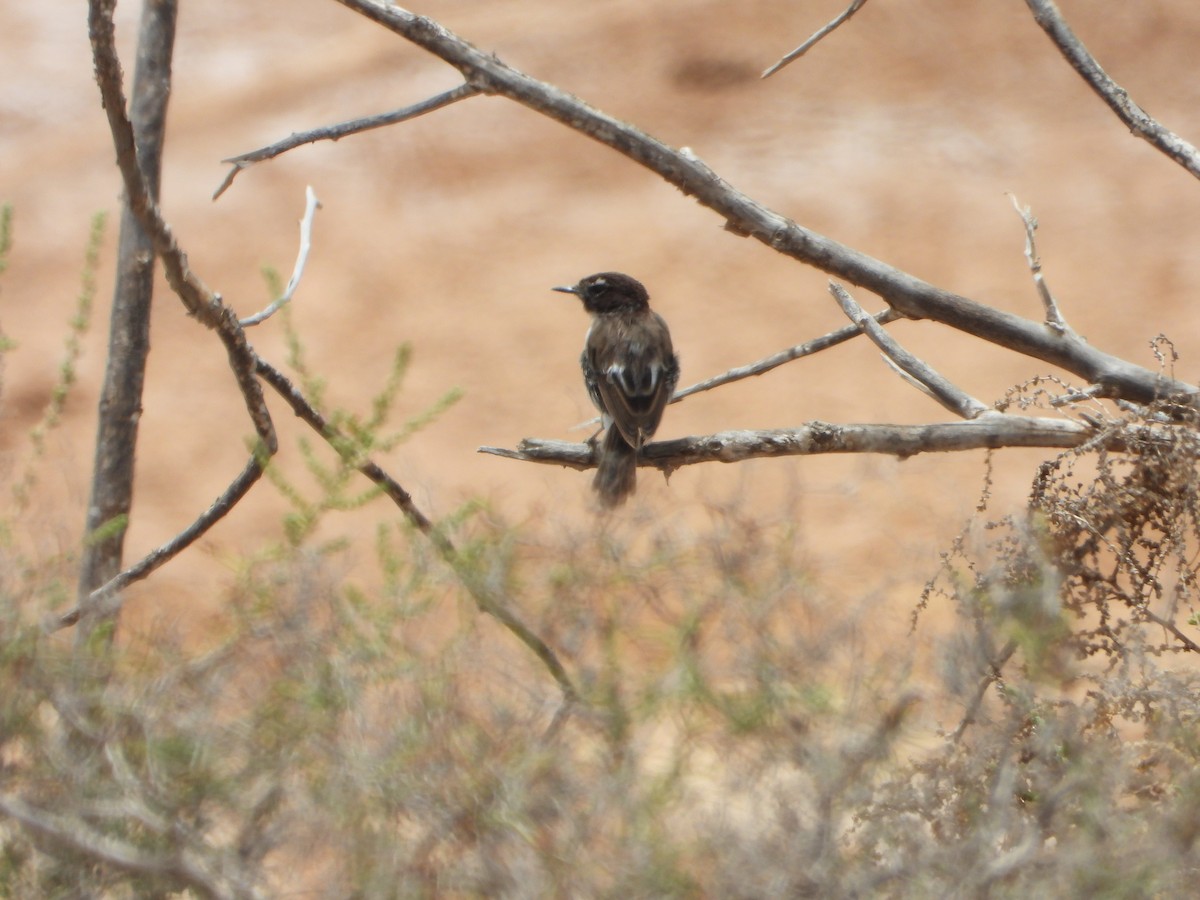 Fuerteventura Stonechat - ML636390201