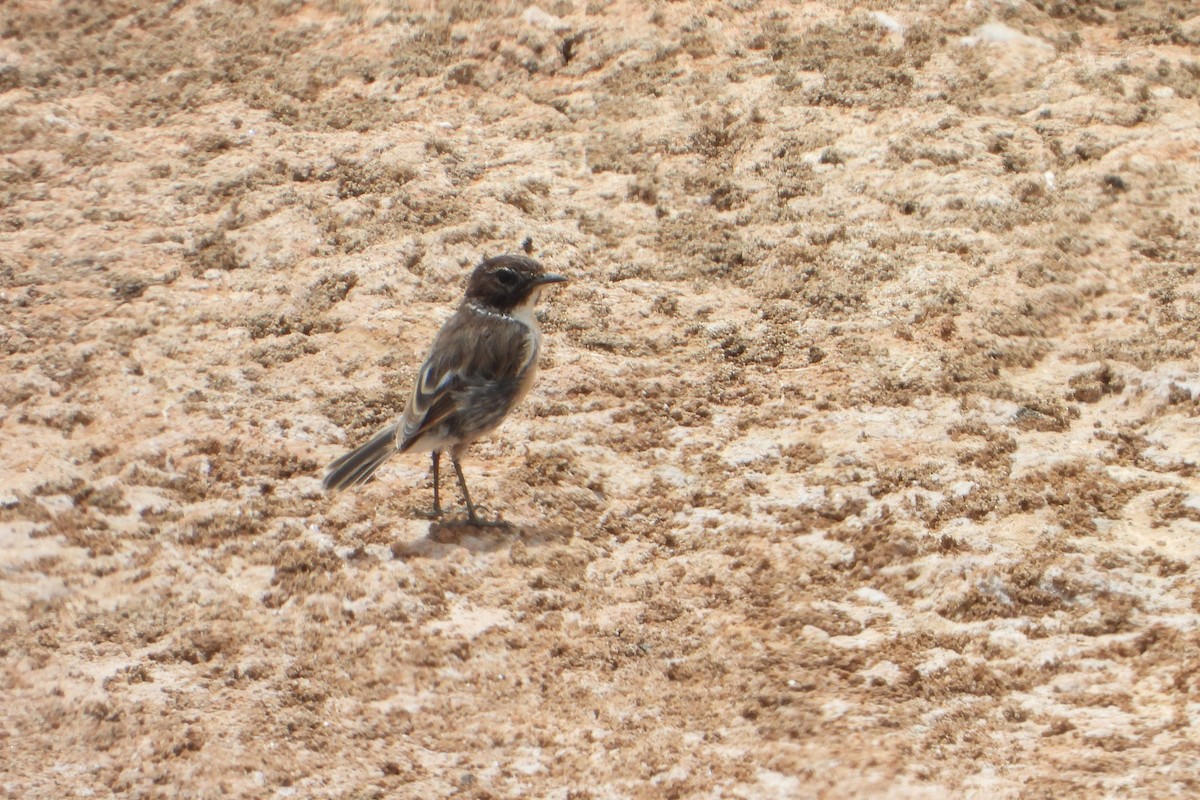 Fuerteventura Stonechat - ML636390202