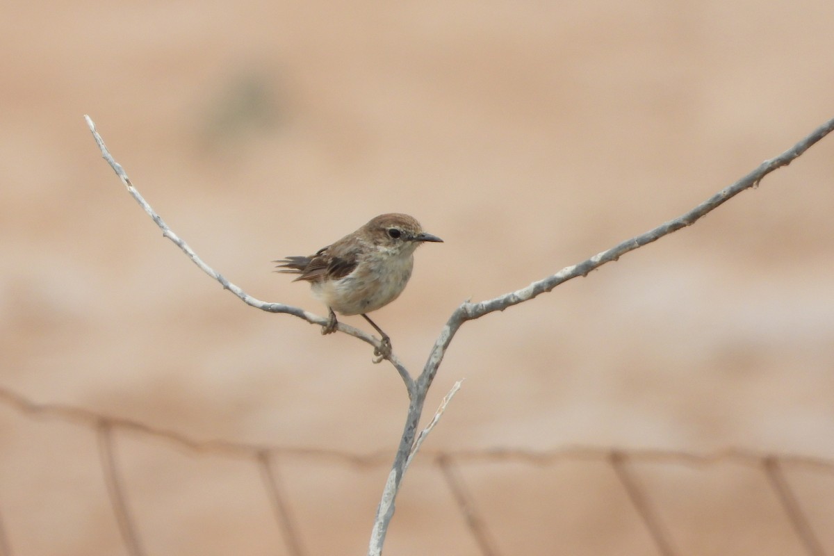 Fuerteventura Stonechat - ML636390203