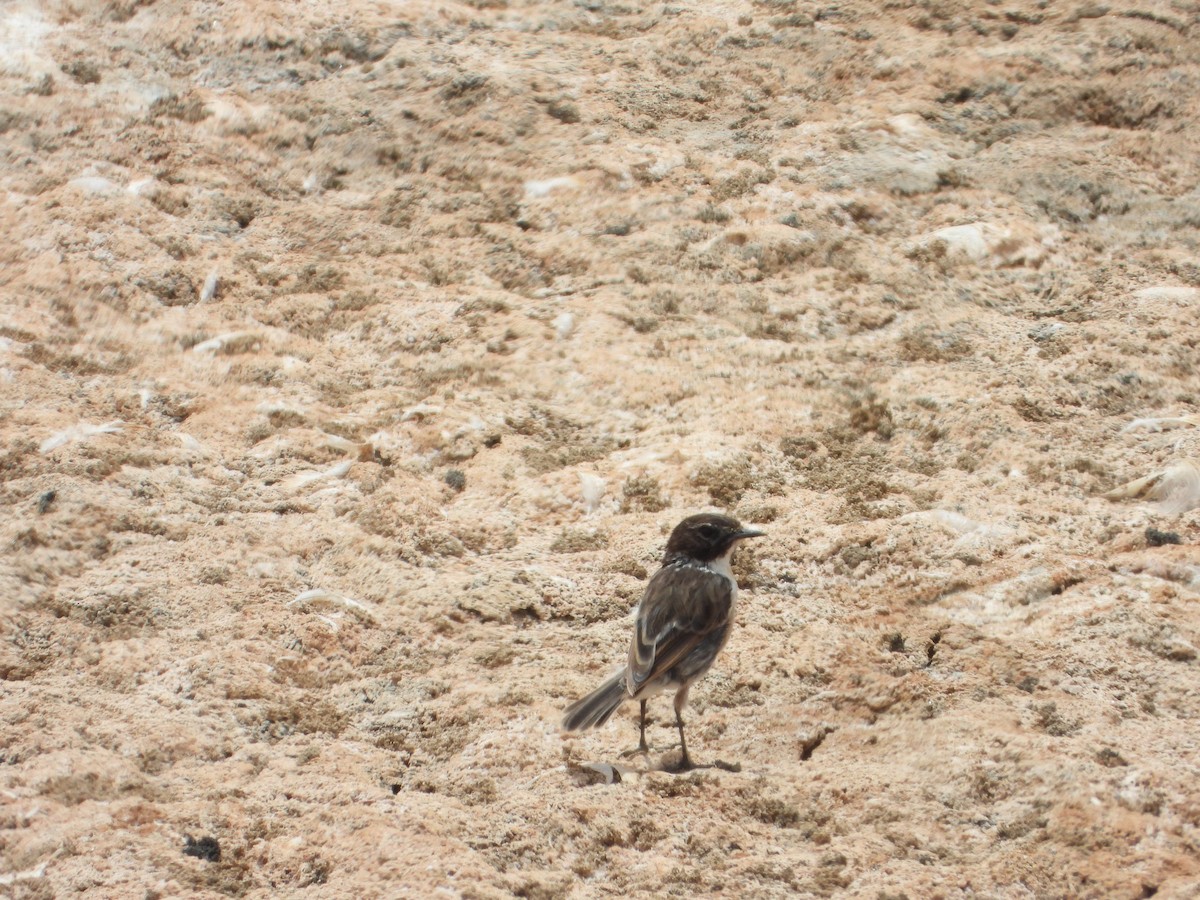 Fuerteventura Stonechat - ML636390204