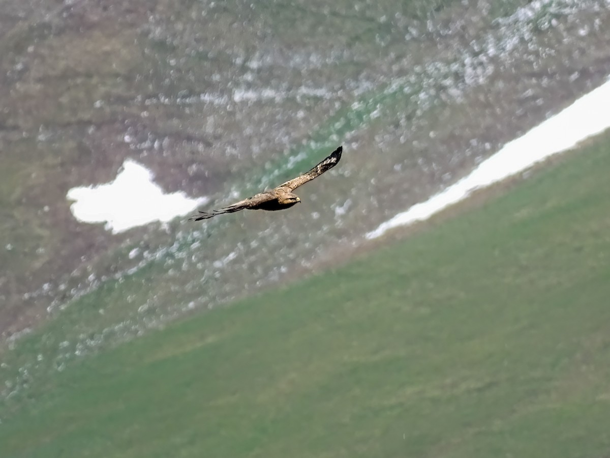 歐亞鵟(vulpinus/menetriesi) - ML636390234