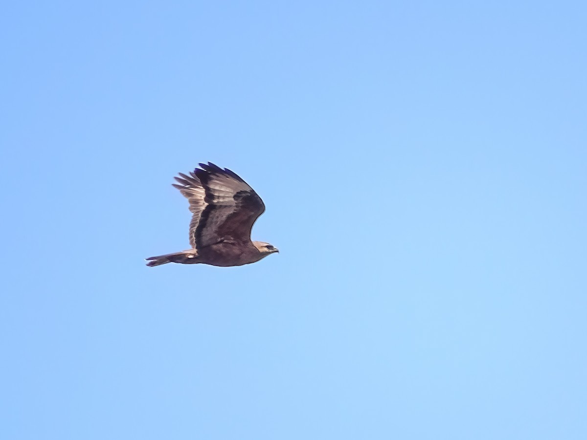 歐亞鵟(vulpinus/menetriesi) - ML636390235
