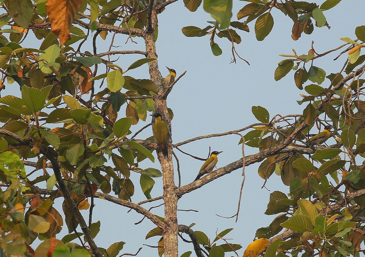 Black-headed Woodpecker - ML636390237