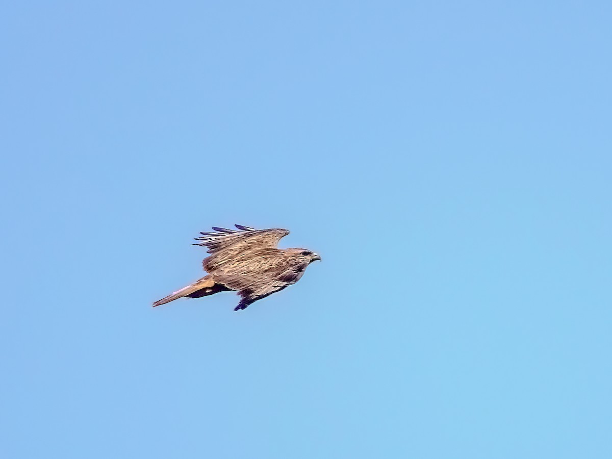 歐亞鵟(vulpinus/menetriesi) - ML636390238