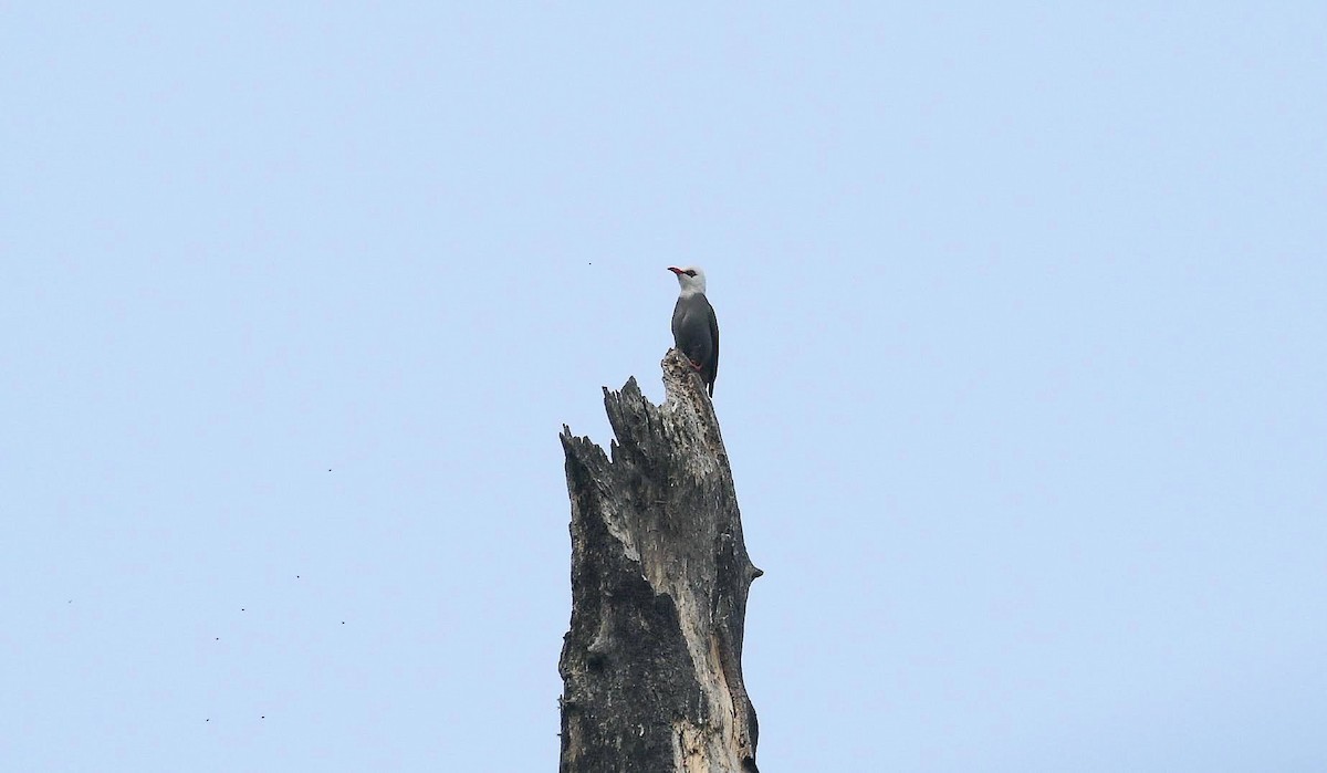 White-headed Bulbul - ML636390251