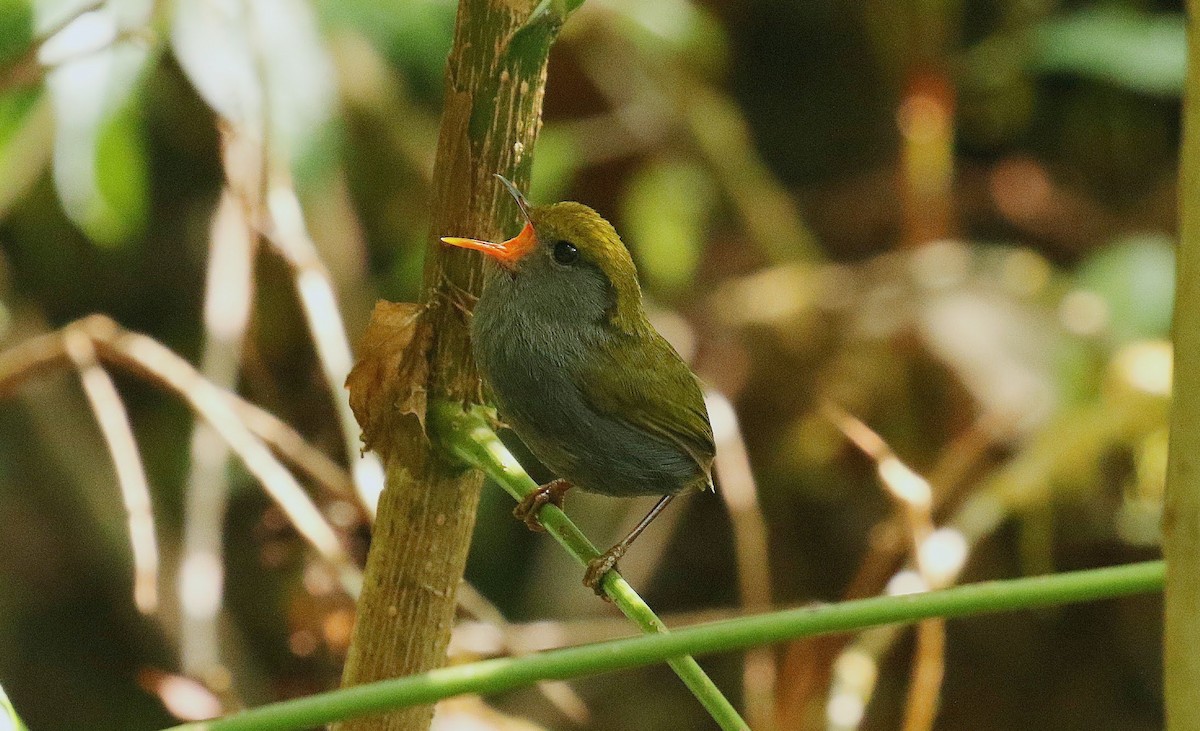 Slaty-bellied Tesia - ML636390261