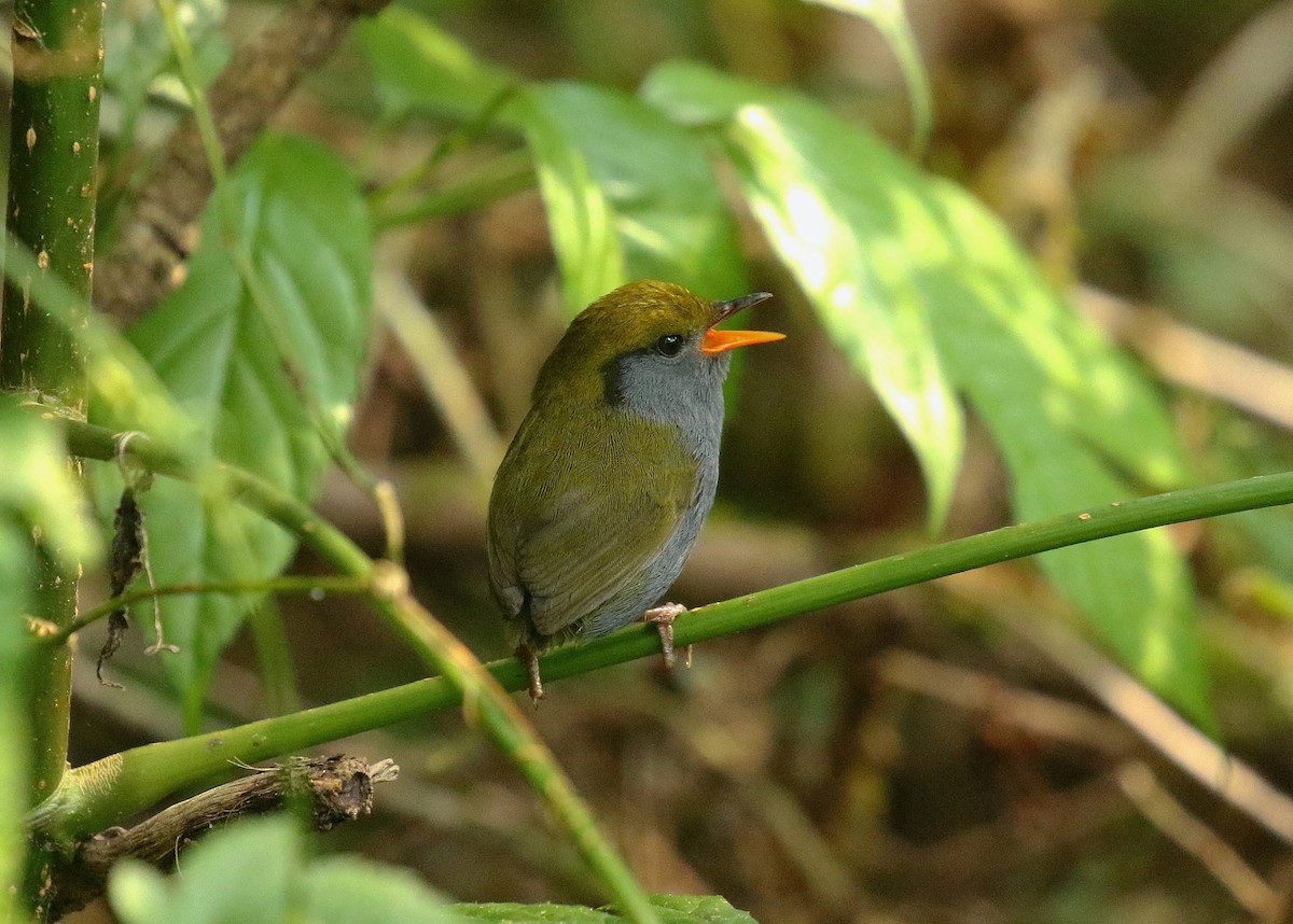 Slaty-bellied Tesia - ML636390262