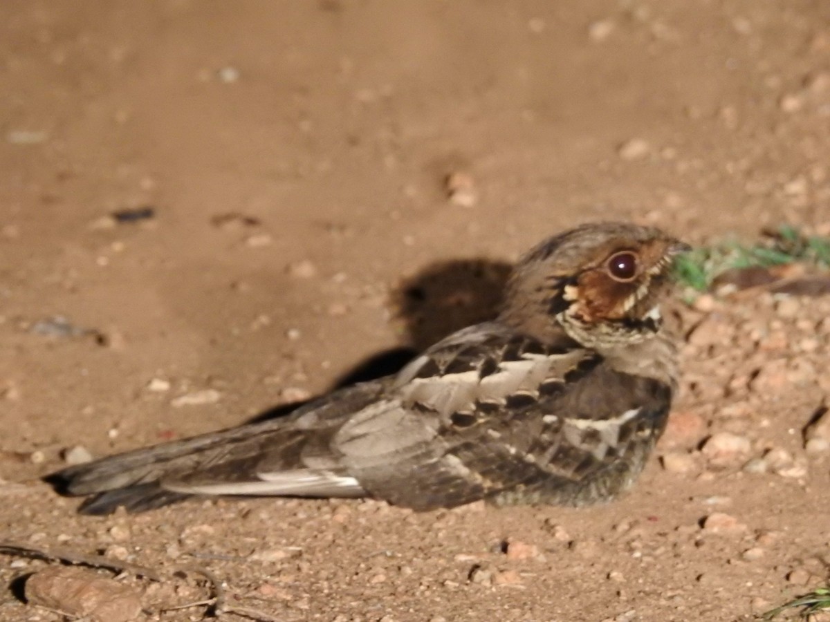 Jerdon's Nightjar - ML636390487