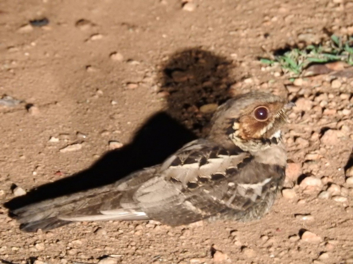 Jerdon's Nightjar - ML636390488