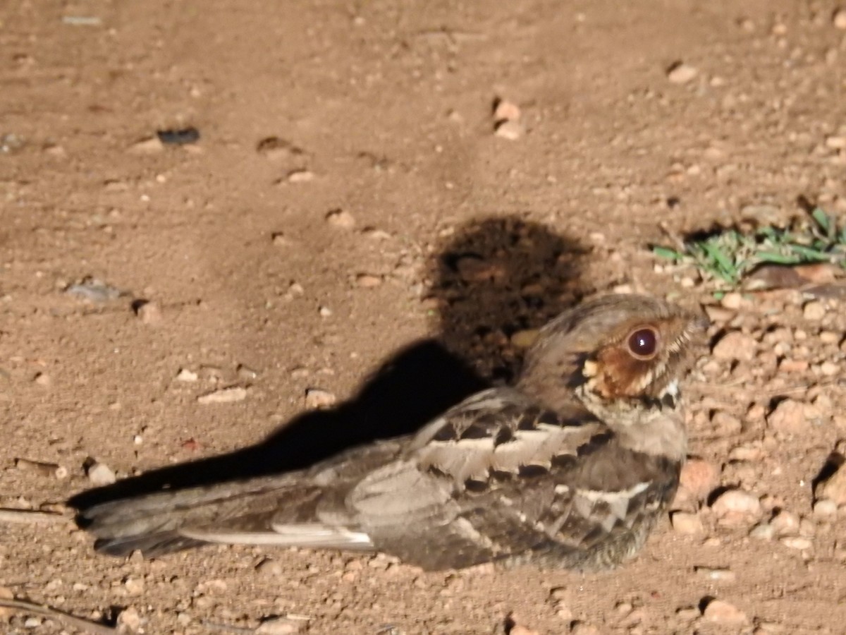Jerdon's Nightjar - ML636390489