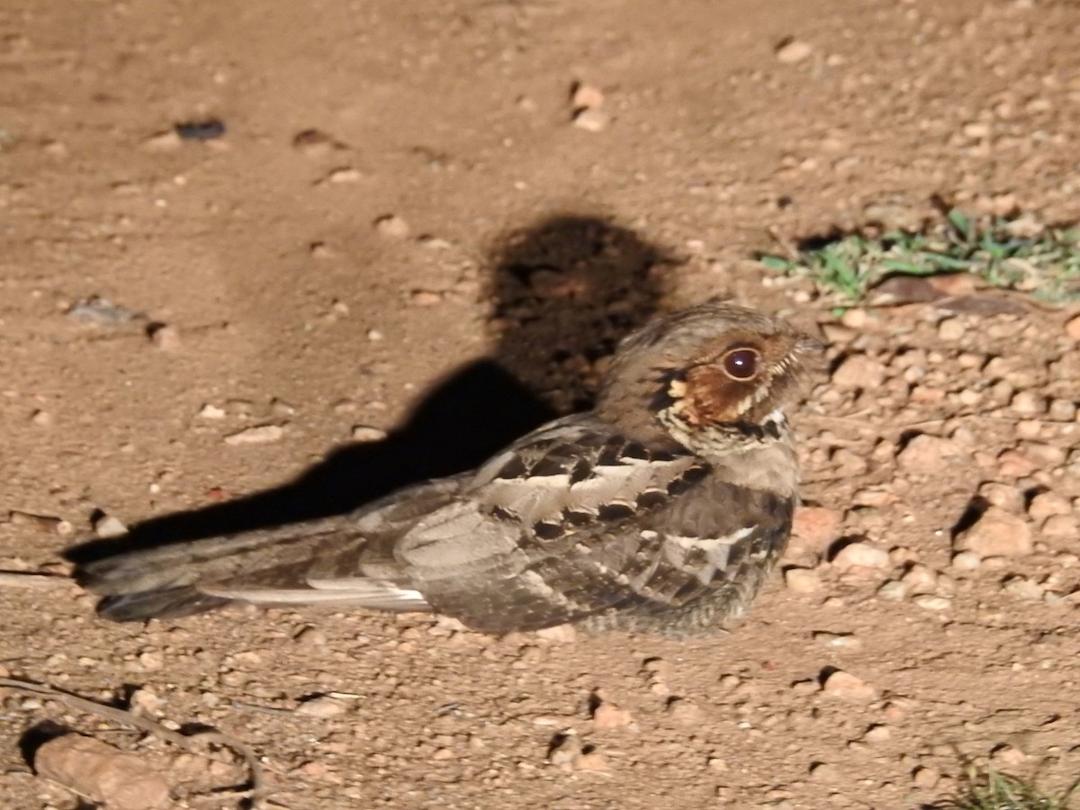 Jerdon's Nightjar - ML636390490
