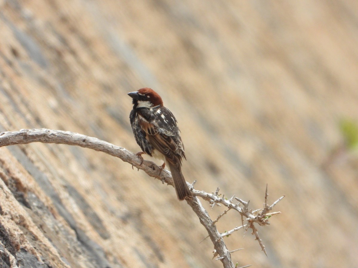 Spanish Sparrow - ML636390622