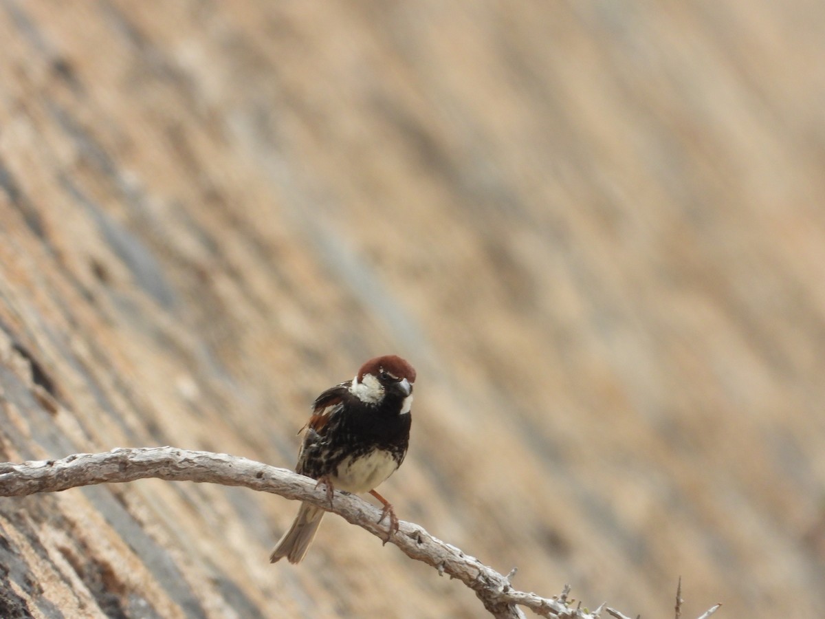 Spanish Sparrow - ML636390623