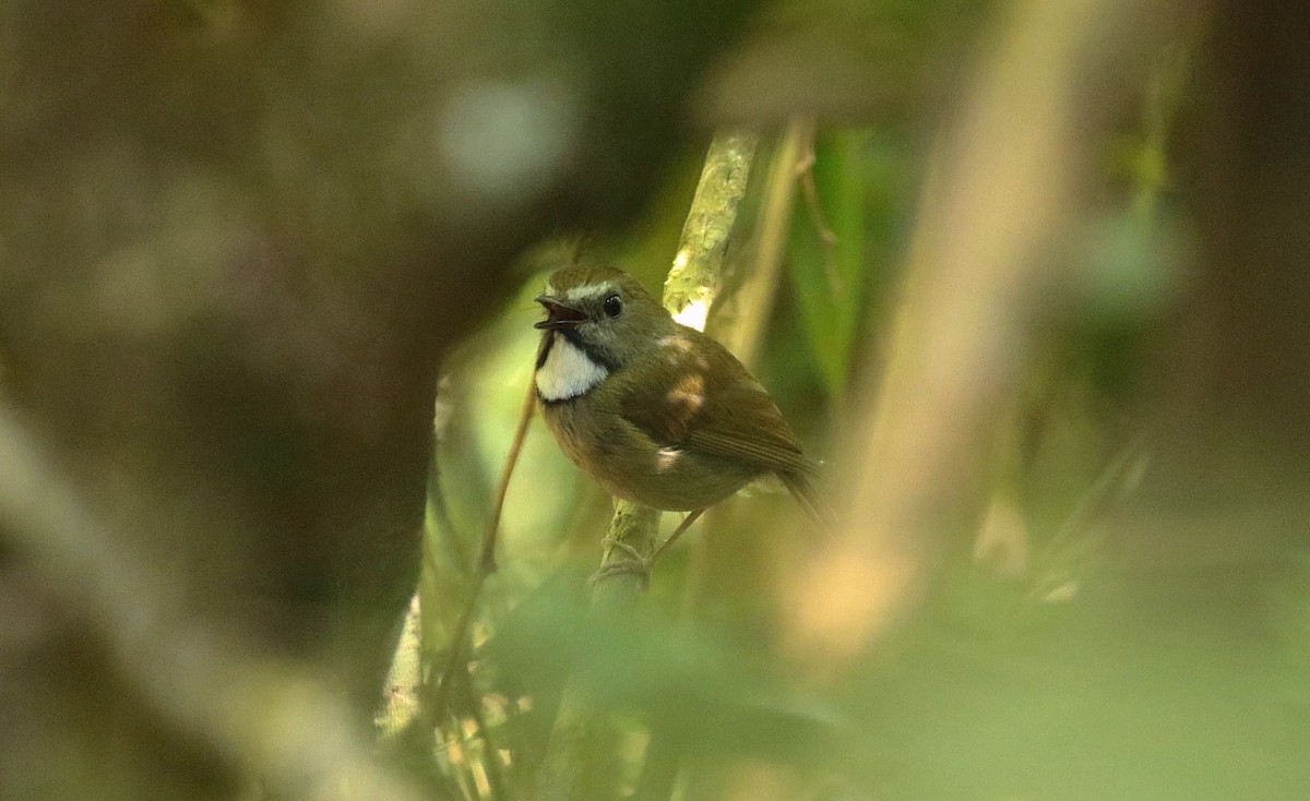 White-gorgeted Flycatcher - ML636390634